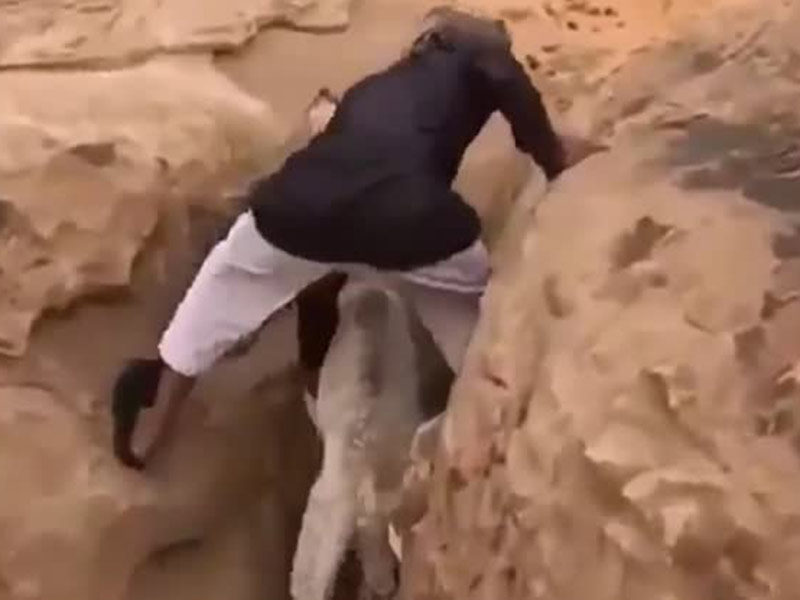 اضغط لمشاهدة الفيديو: شاب سعودي يخاطر بحياته لإنقاذ جمل صغير